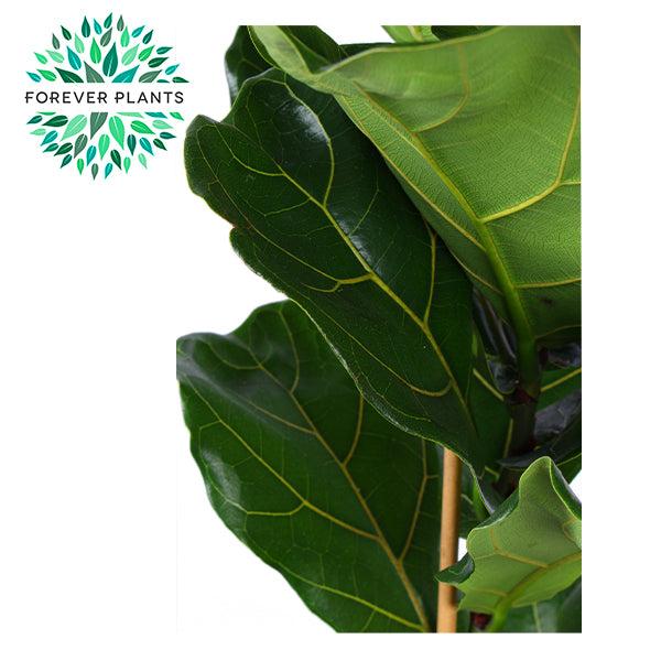 Geigenfeige (Ficus Lyrata) - Nachhaltige Zimmerpflanzen kaufen Botanicly Foto 3