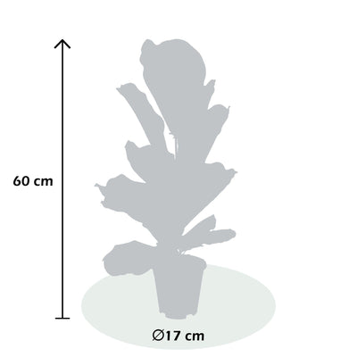 Geigenfeige (Ficus Lyrata) - Nachhaltige Zimmerpflanzen kaufen Botanicly Foto 7