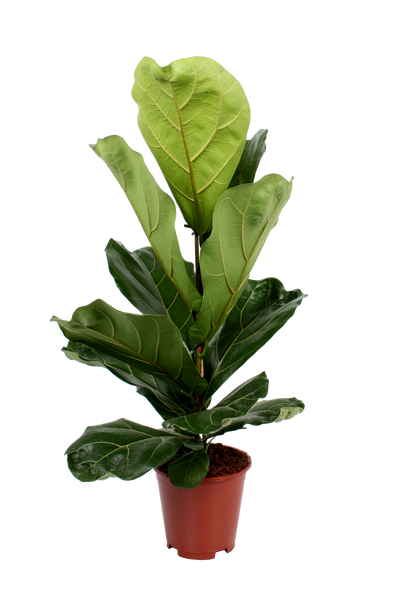 Geigenfeige (Ficus Lyrata) - Nachhaltige Zimmerpflanzen kaufen Botanicly Foto 1