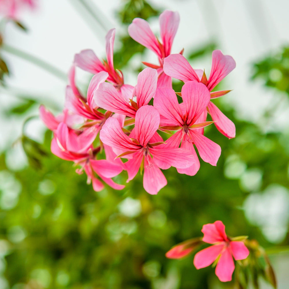 Geranie (Pelargonium Ville De Paris Pink Peltatum) - Nachhaltige Zimmerpflanzen kaufen Botanicly Foto 2