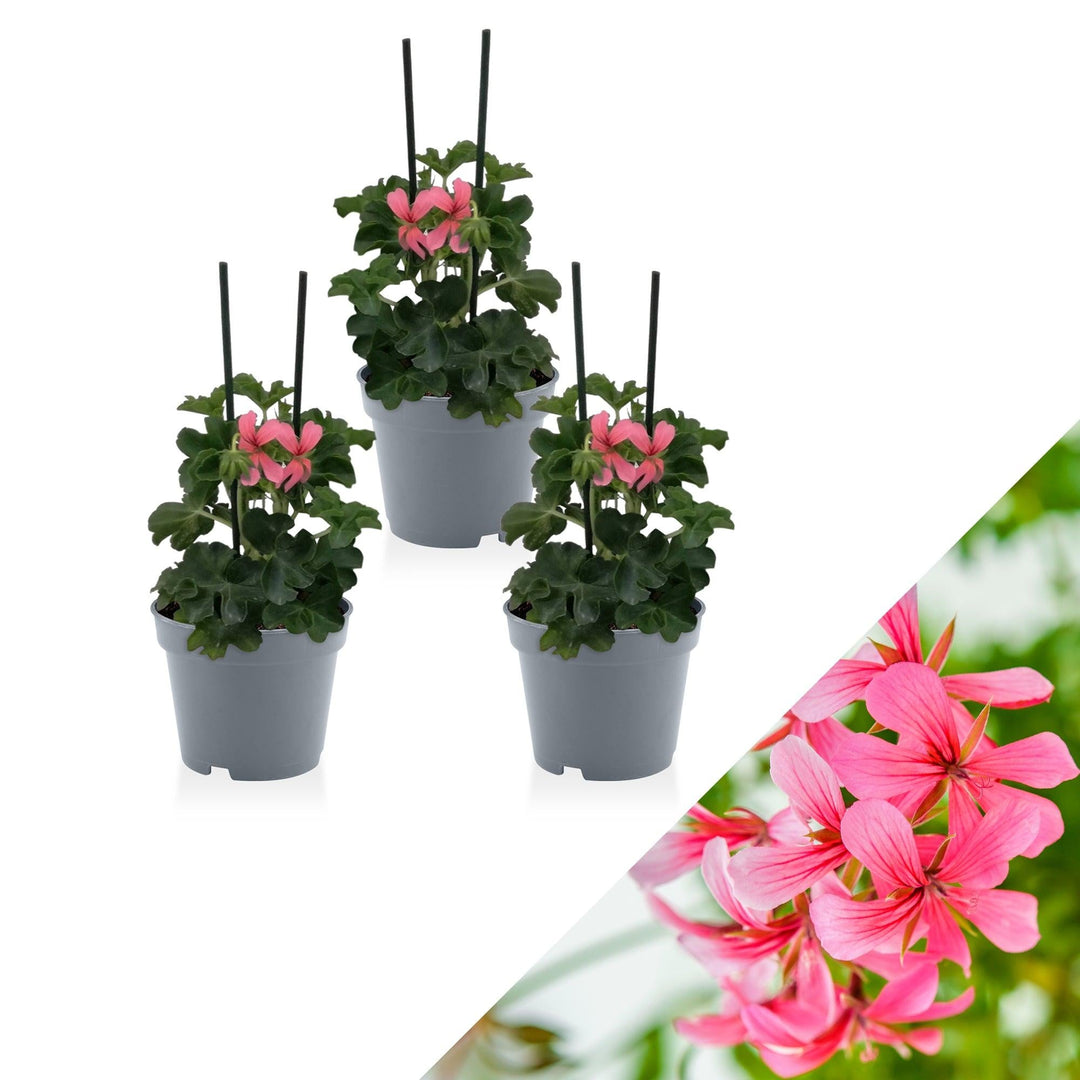 Geranie (Pelargonium Ville De Paris Pink Peltatum) - Nachhaltige Zimmerpflanzen kaufen Botanicly Foto 1
