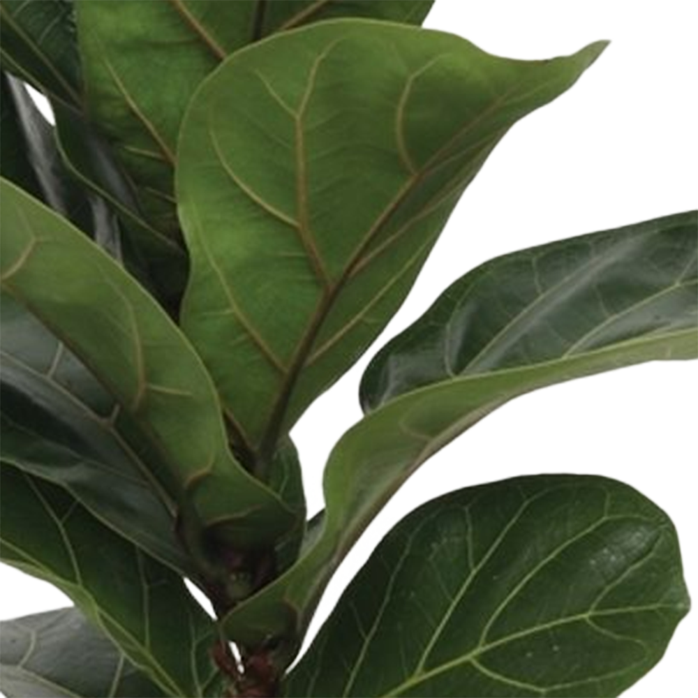 Geigenfeige (Ficus lyrata Bambino) - Nachhaltige Zimmerpflanzen kaufen Botanicly Foto 3