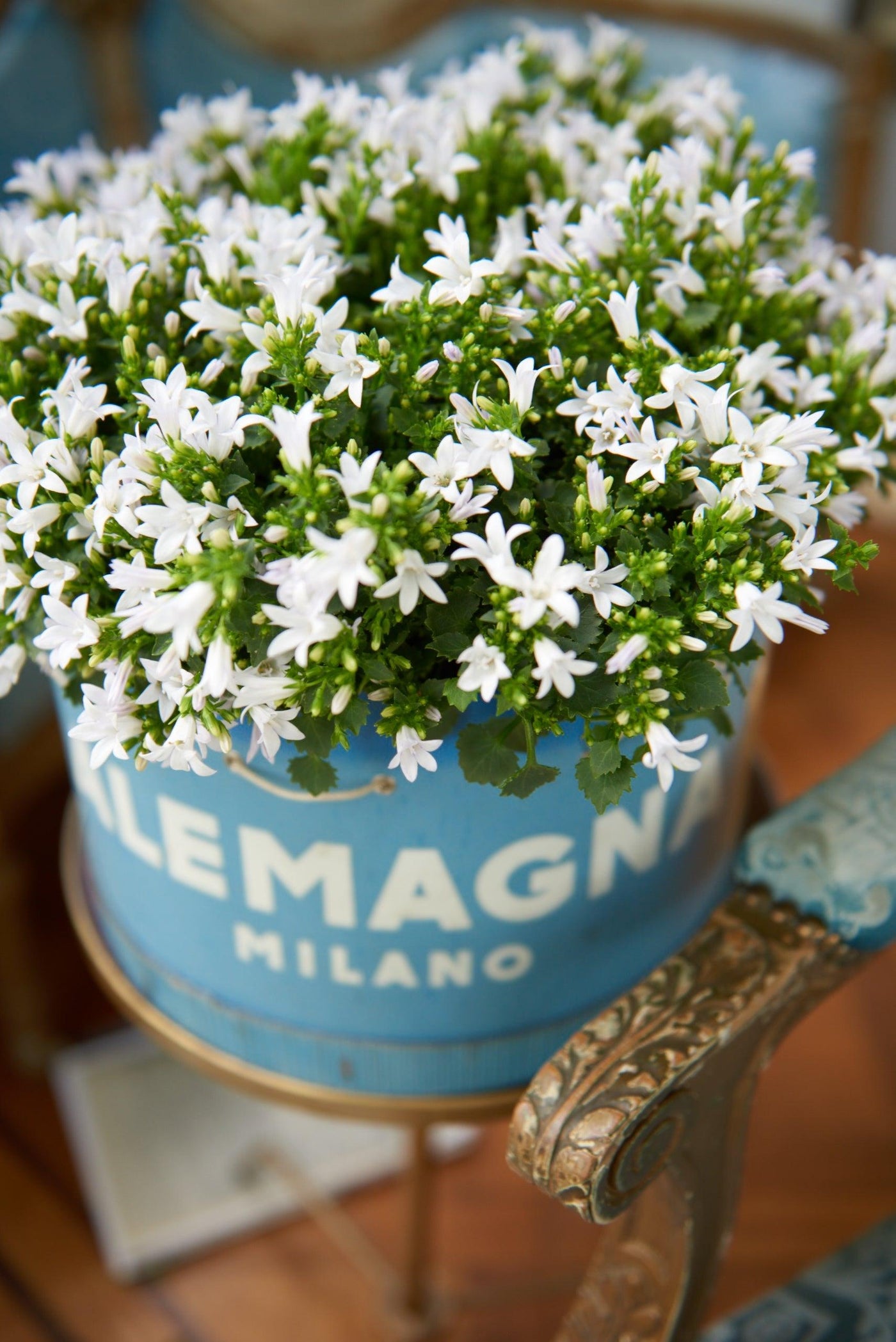 Glockenblume (Campanula Ambella White Portenschlagiana) - Nachhaltige Zimmerpflanzen kaufen Botanicly Foto 3
