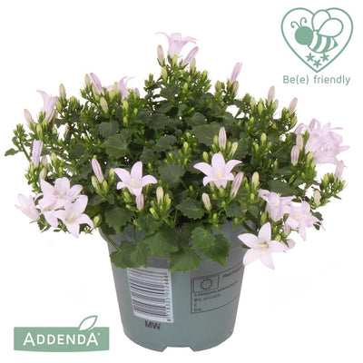 Glockenblume (Campanula Ambella White Portenschlagiana) - Nachhaltige Zimmerpflanzen kaufen Botanicly Foto 1