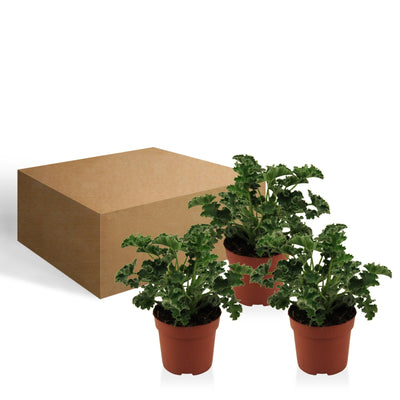 Geranie (Pelargonium Appleblossom Zonale) - Nachhaltige Zimmerpflanzen kaufen Botanicly Foto 4