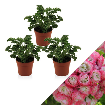 Geranie (Pelargonium Appleblossom Zonale) - Nachhaltige Zimmerpflanzen kaufen Botanicly Foto 1