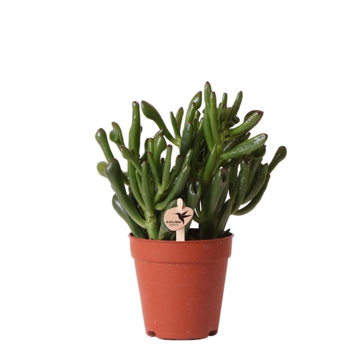 Groene plant - Succulent Crassula Hobbit - potmaat Ø9cm - grüne Zimmerpflanze - frisch aus der Gärtnerei-Plant-Botanicly