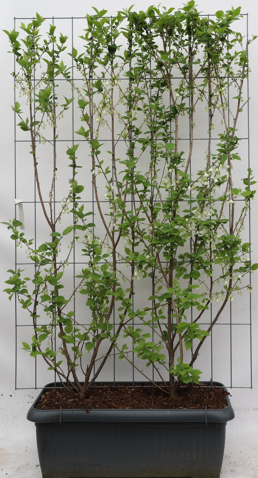 Halesia carolina - ↨180cm - 1 stuks-Plant-Botanicly