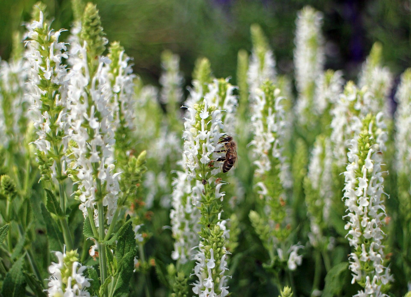 Hain-Salbei (Salvia Schneehügel Nemorosa) - Nachhaltige Zimmerpflanzen kaufen Botanicly Foto 2