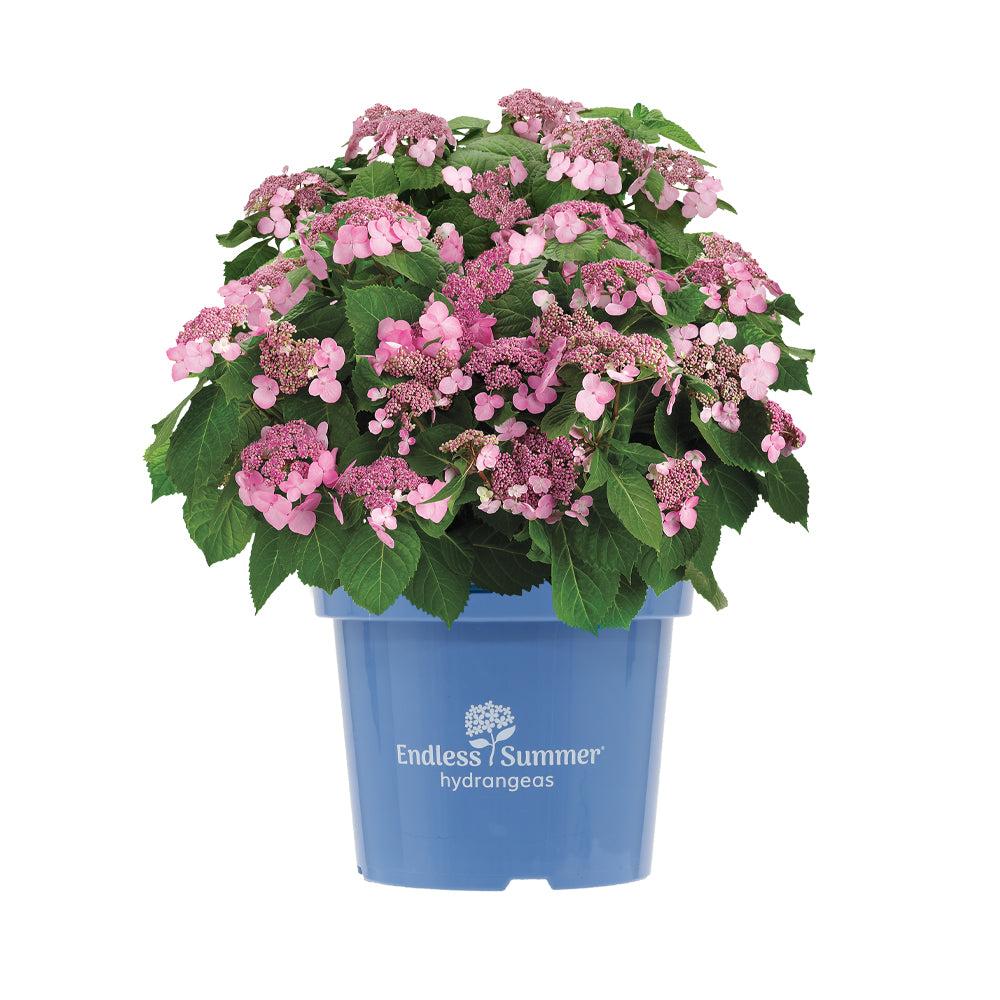 Hortensie (Hydrangea Twist-N-Shout® Pink Macrophylla) - Nachhaltige Zimmerpflanzen kaufen Botanicly Foto 1