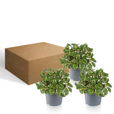 Harfenstrauch (Plectranthus Variegata Coleoides) - Nachhaltige Zimmerpflanzen kaufen Botanicly Foto 4