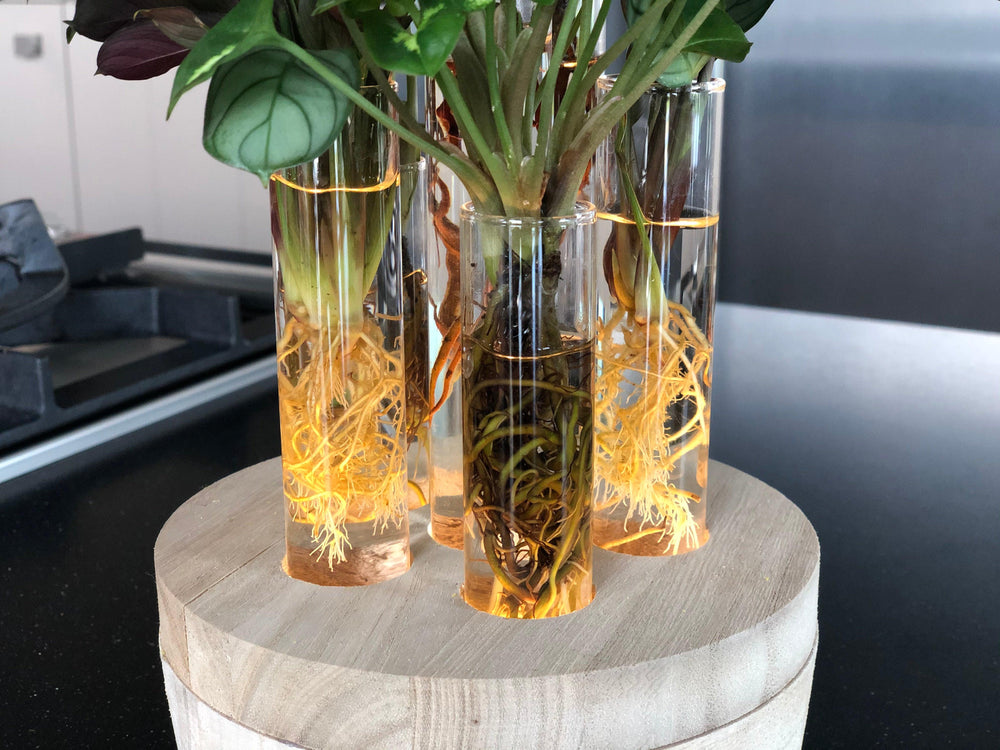 Hydroponiepflanzen In New York Glas (Set van 4 Hydroponie planten in New York glas) - Nachhaltige Zimmerpflanzen kaufen Botanicly Foto 2