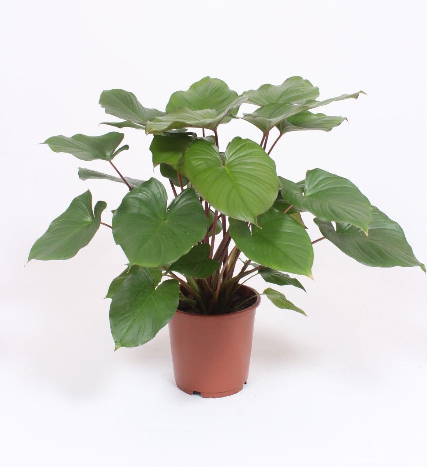  (Homalomena rubescens Maggy) - Nachhaltige Zimmerpflanzen kaufen Botanicly Foto 2