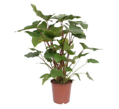  (Homalomena rubescens Maggy) - Nachhaltige Zimmerpflanzen kaufen Botanicly Foto 1