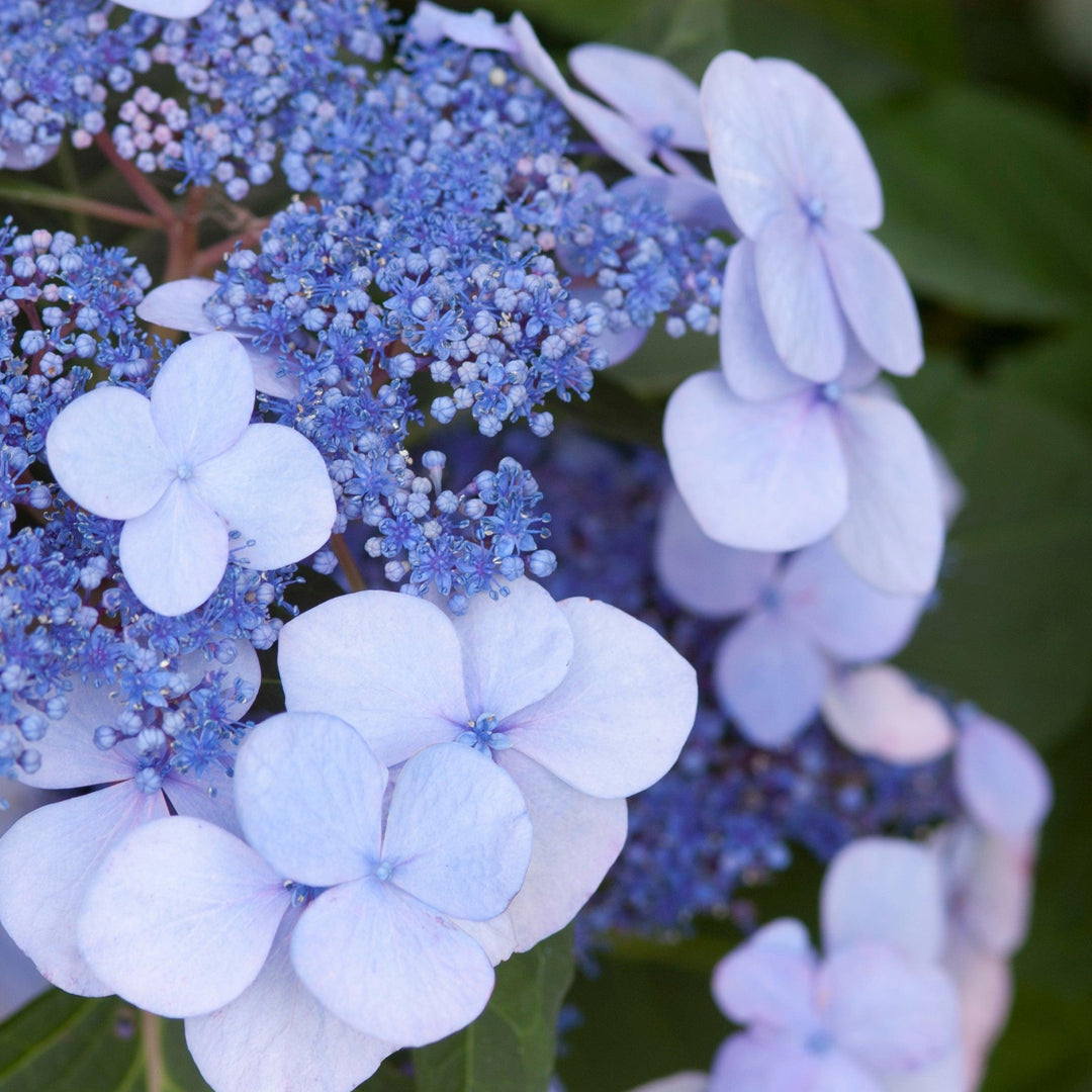 Hortensie (Hydrangea Twist-N-Shout® Blue Macrophylla) - Nachhaltige Zimmerpflanzen kaufen Botanicly Foto 3