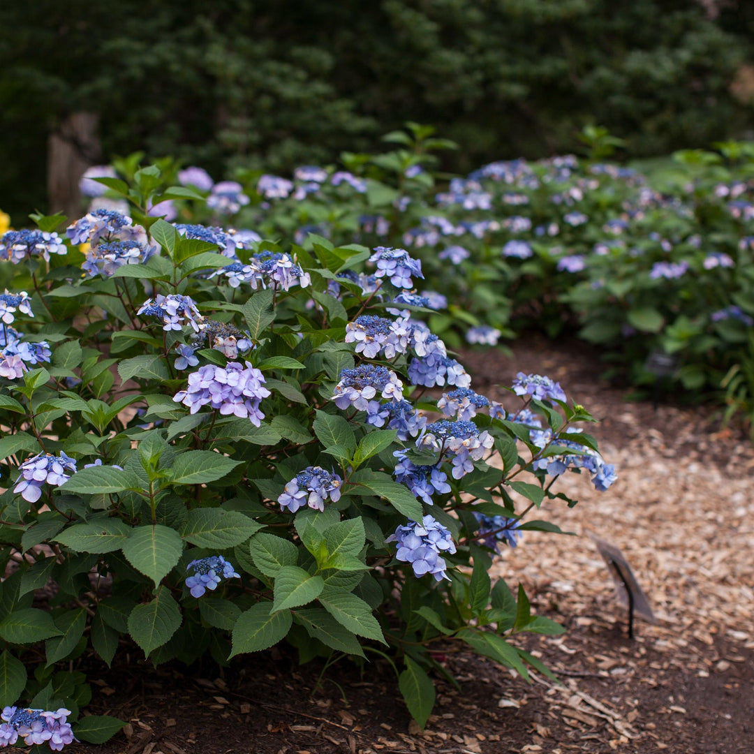 Hortensie (Hydrangea Twist-N-Shout® Blue Macrophylla) - Nachhaltige Zimmerpflanzen kaufen Botanicly Foto 4