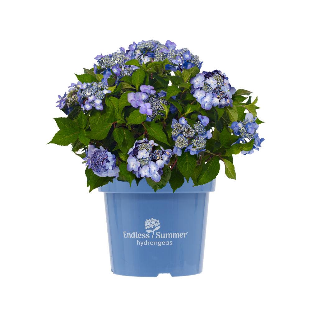 Hortensie (Hydrangea Twist-N-Shout® Blue Macrophylla) - Nachhaltige Zimmerpflanzen kaufen Botanicly Foto 1