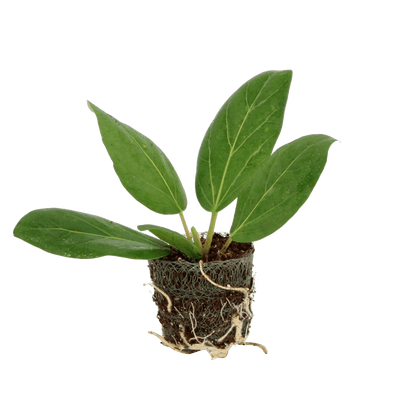 Hot Rebel Kid (Ficus Audrey stekje ) - Nachhaltige Zimmerpflanzen kaufen Botanicly Foto 1
