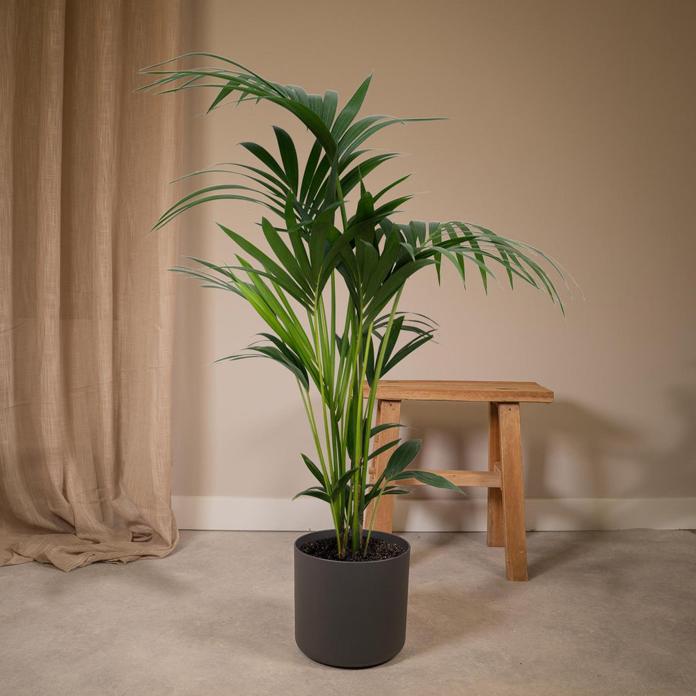 Howea Forsteriana - Kentia-Palme - 100cm - Ø19-Plant-Botanicly