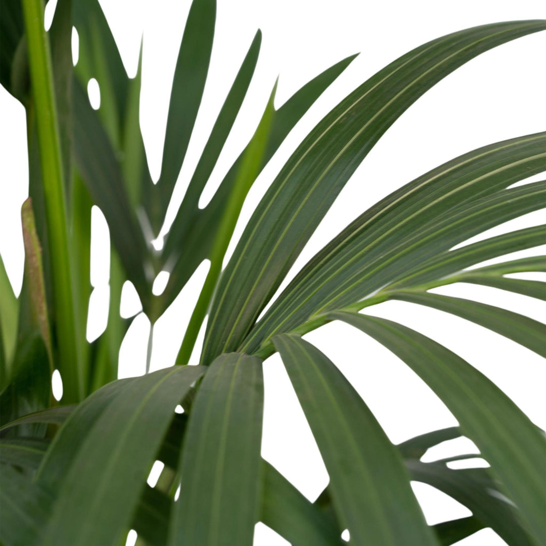 Howea Forsteriana - Kentia-Palme - 100cm - Ø19-Plant-Botanicly