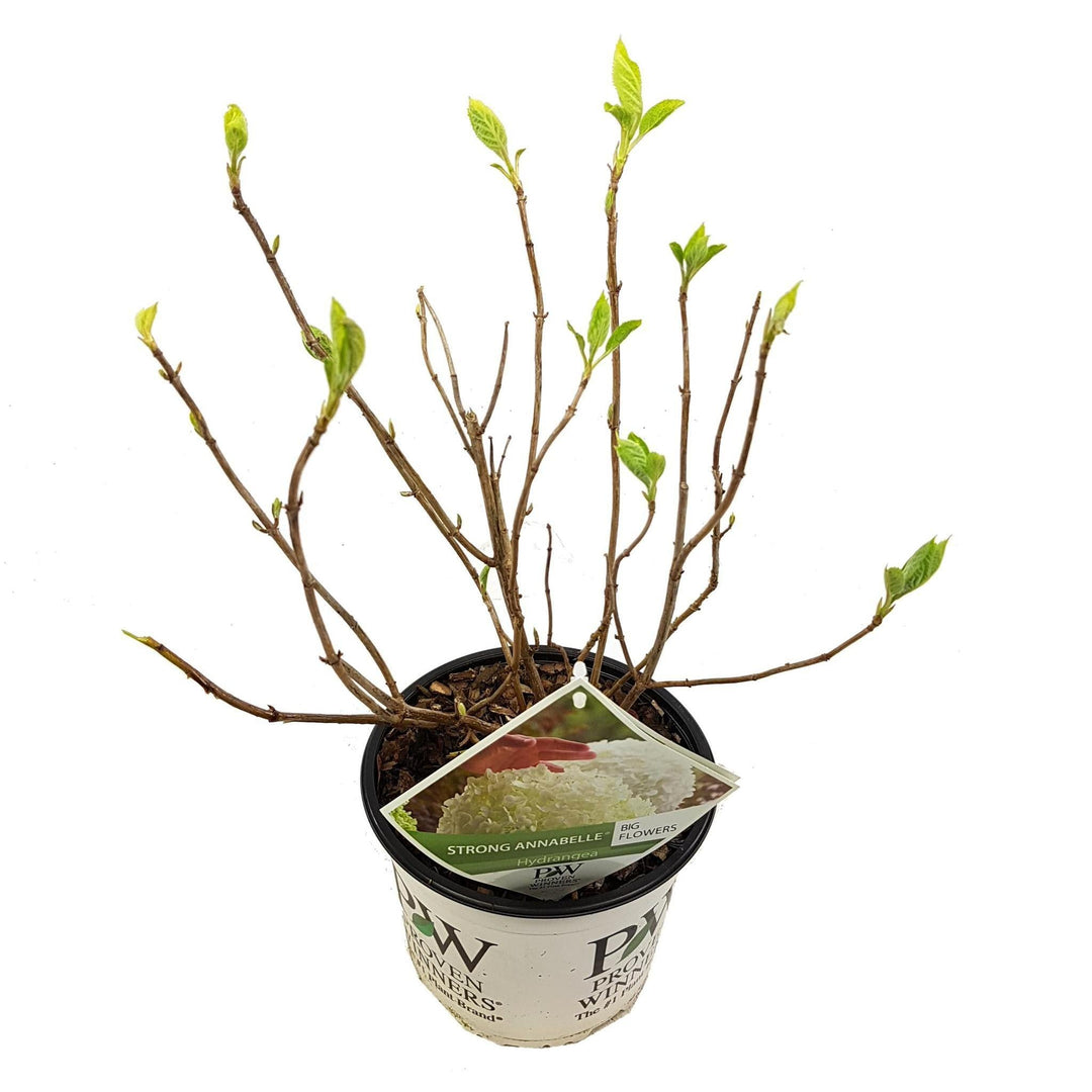 Hydrangea arbo. 'Strong Annabelle'® - ↨30cm - Ø19cm-Plant-Botanicly