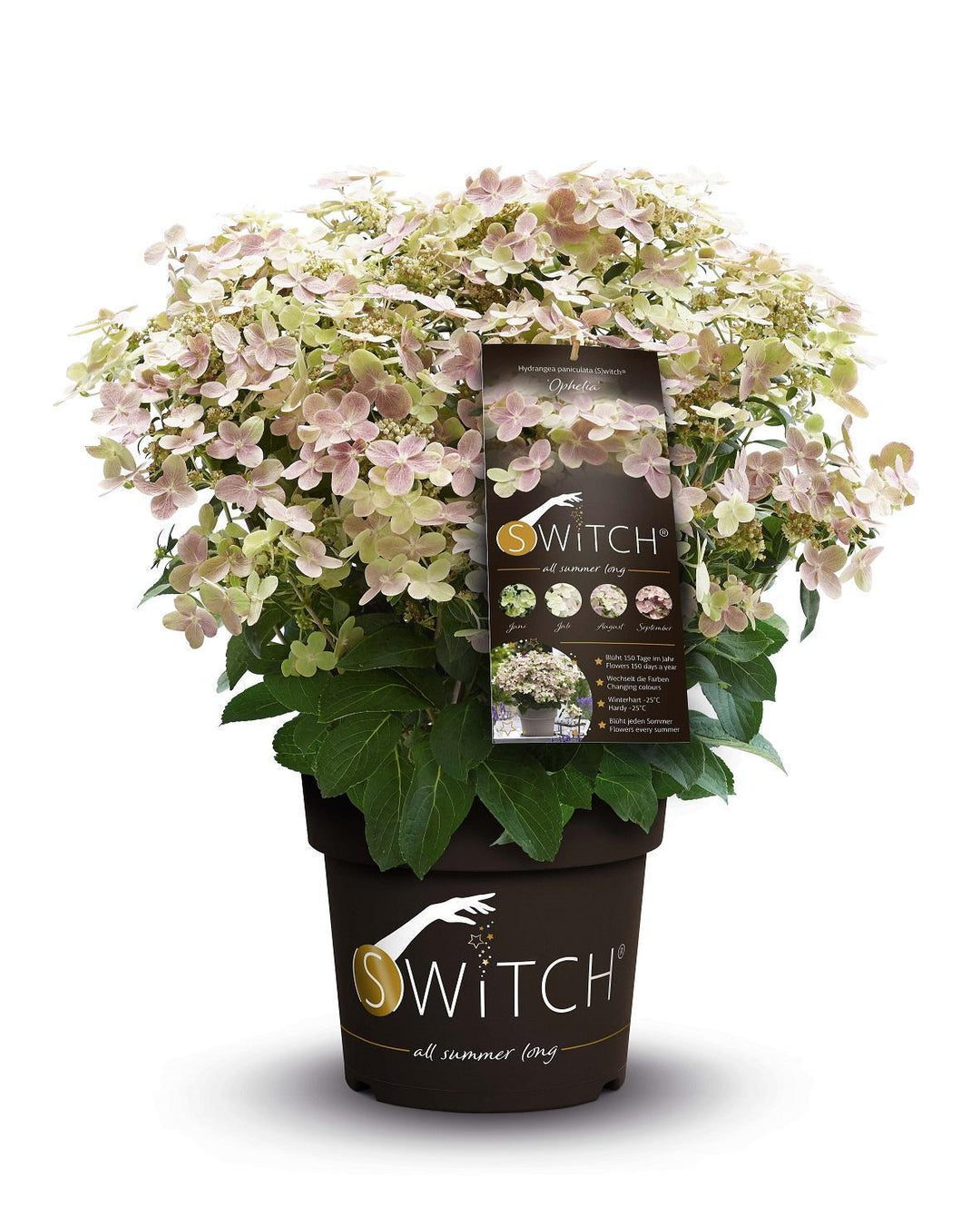 Hydrangea pan. '(S)witch Ophelia'® - ↨25cm - Ø19cm-Plant-Botanicly