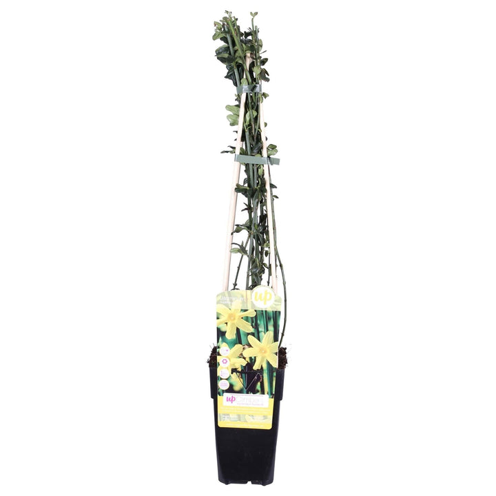 Jasminum nudiflorum - ↨65cm - Ø15-Plant-Botanicly