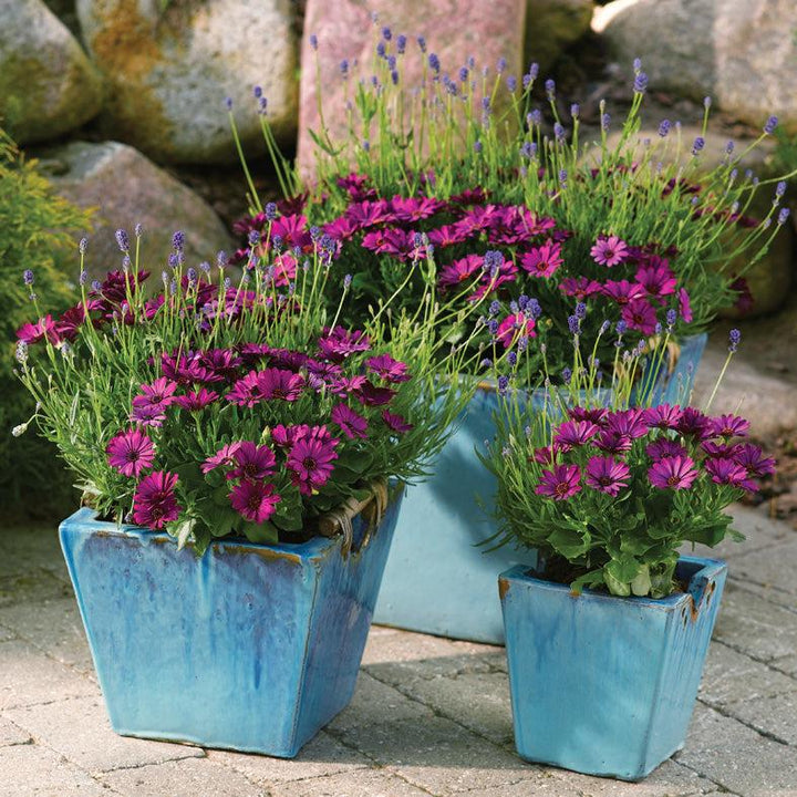 Kapkörbchen (Osteospermum Purple Ecklonis) - Nachhaltige Zimmerpflanzen kaufen Botanicly Foto 3