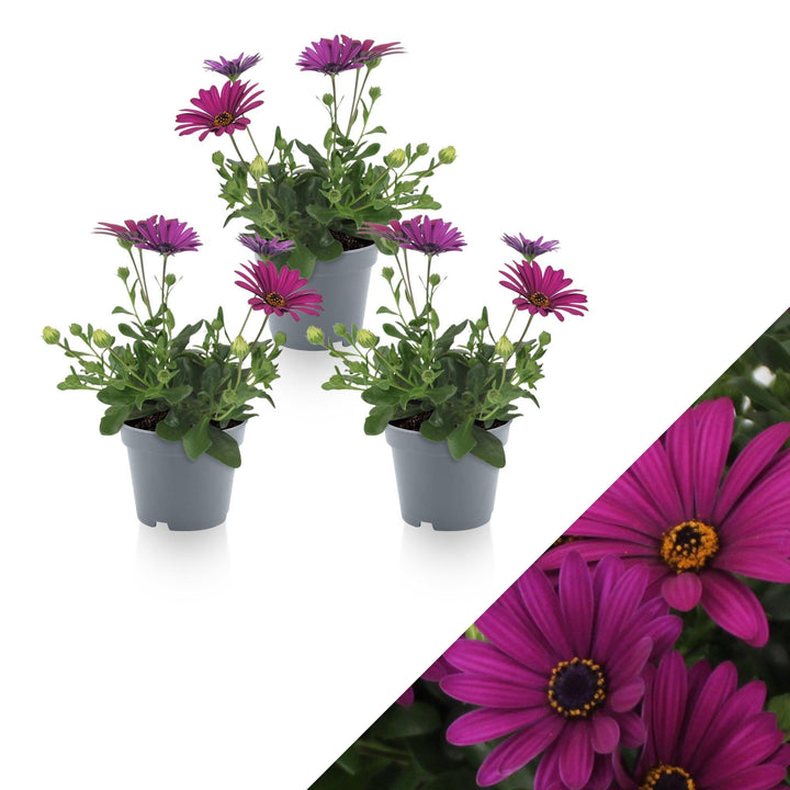 Kapkörbchen (Osteospermum Purple Ecklonis) - Nachhaltige Zimmerpflanzen kaufen Botanicly Foto 1