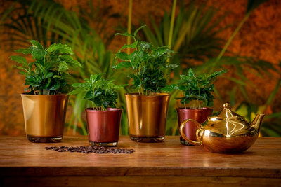 Kaffeestrauch (Coffea Arabica) - Nachhaltige Zimmerpflanzen kaufen Botanicly Foto 3