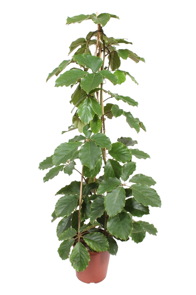 Kastanienwein (Tetrastigma voinierianum) - Nachhaltige Zimmerpflanzen kaufen Botanicly Foto 1