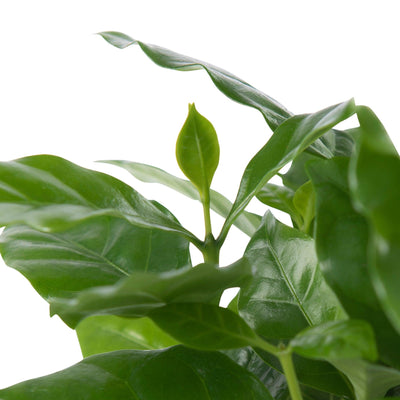 Kaffeestrauch (Coffea Arabica) - Nachhaltige Zimmerpflanzen kaufen Botanicly Foto 2