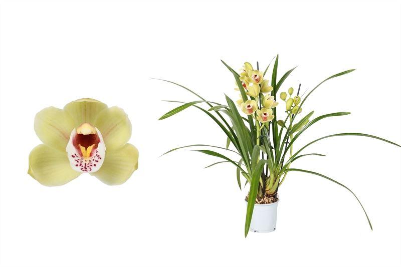 Kahnorchidee (Cymbidium) - Nachhaltige Zimmerpflanzen kaufen Botanicly Foto 1