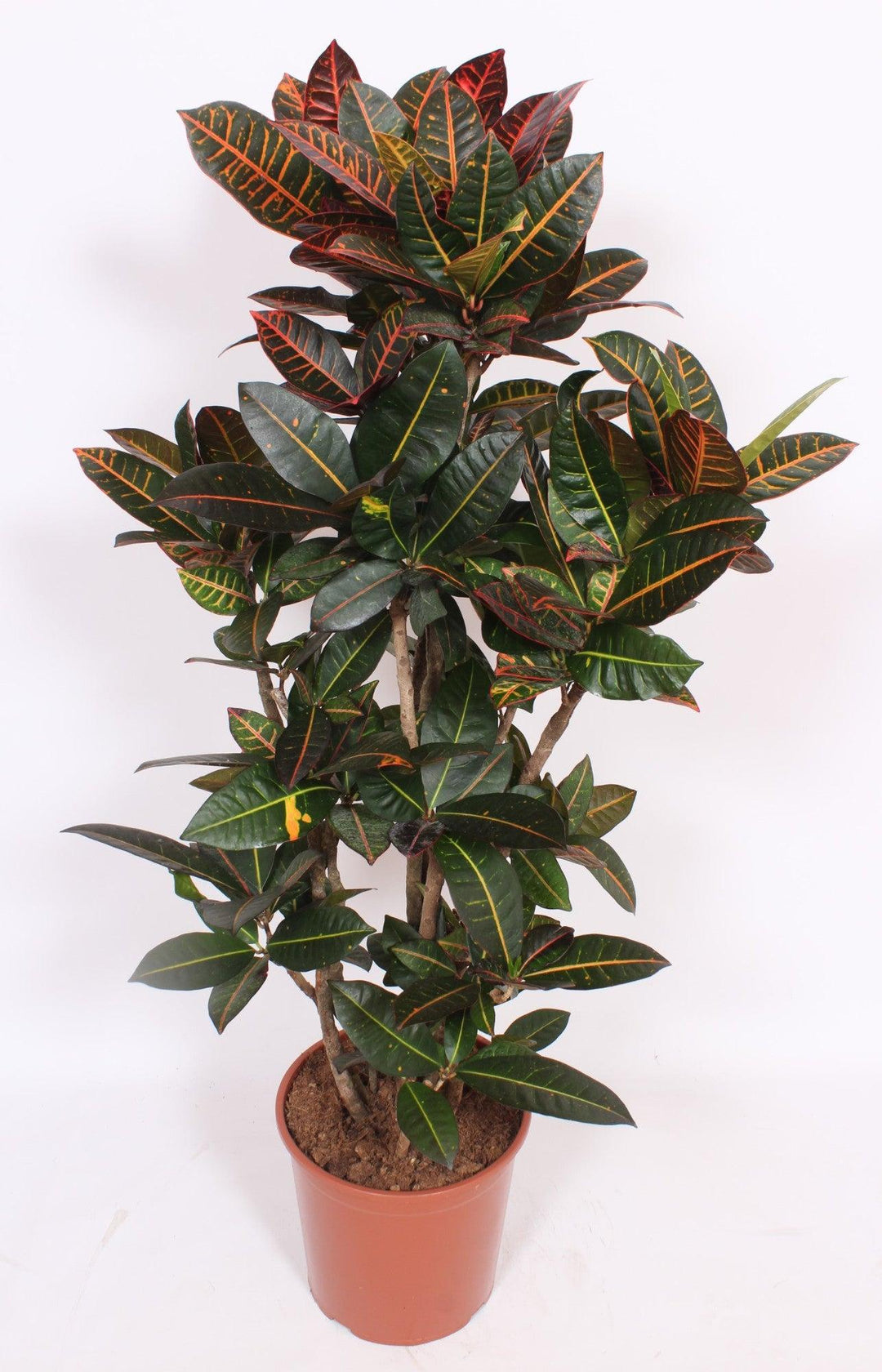 Kroton (Codiaeum variegatum Petra) - Nachhaltige Zimmerpflanzen kaufen Botanicly Foto 1
