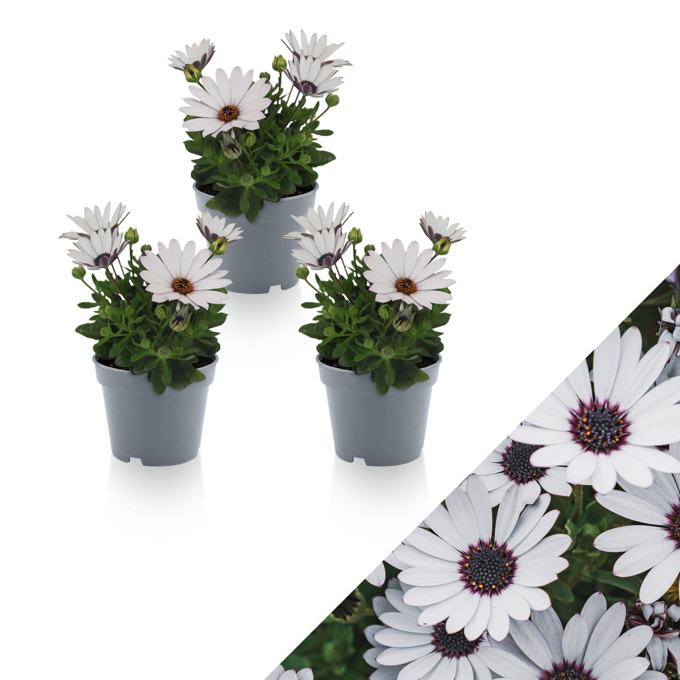 Kapkörbchen (Osteospermum White Ecklonis) - Nachhaltige Zimmerpflanzen kaufen Botanicly Foto 1
