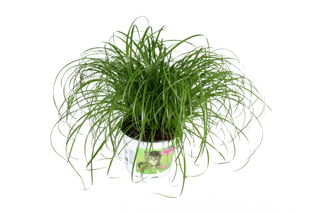 Katzengras (Cyperus Zumula Alternifolius) - Nachhaltige Zimmerpflanzen kaufen Botanicly Foto 1