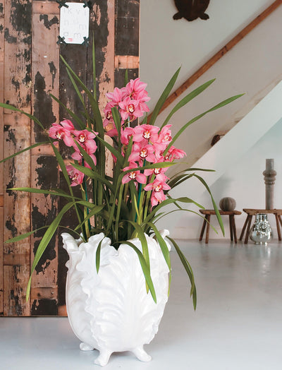 Kahnorchidee (Cymbidium) - Nachhaltige Zimmerpflanzen kaufen Botanicly Foto 5