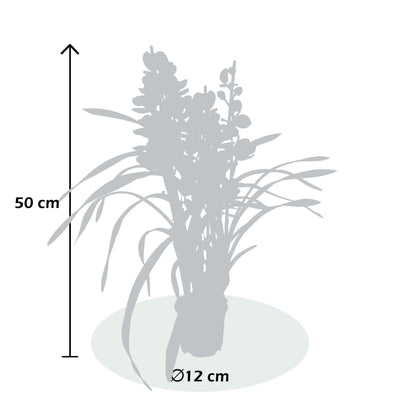 Kahnorchidee (Cymbidium) - Nachhaltige Zimmerpflanzen kaufen Botanicly Foto 6