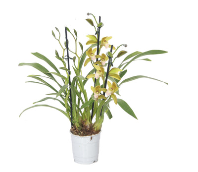 Kahnorchidee (Cymbidium) - Nachhaltige Zimmerpflanzen kaufen Botanicly Foto 2