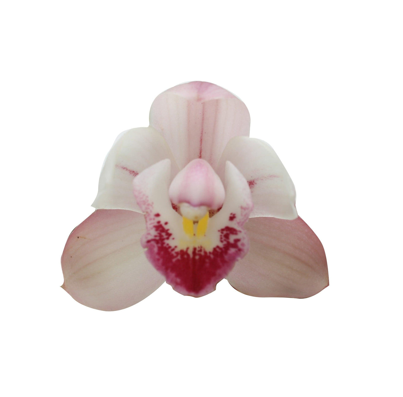 Kahnorchidee (Cymbidium) - Nachhaltige Zimmerpflanzen kaufen Botanicly Foto 3
