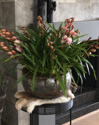 Kahnorchidee (Cymbidium) - Nachhaltige Zimmerpflanzen kaufen Botanicly Foto 4