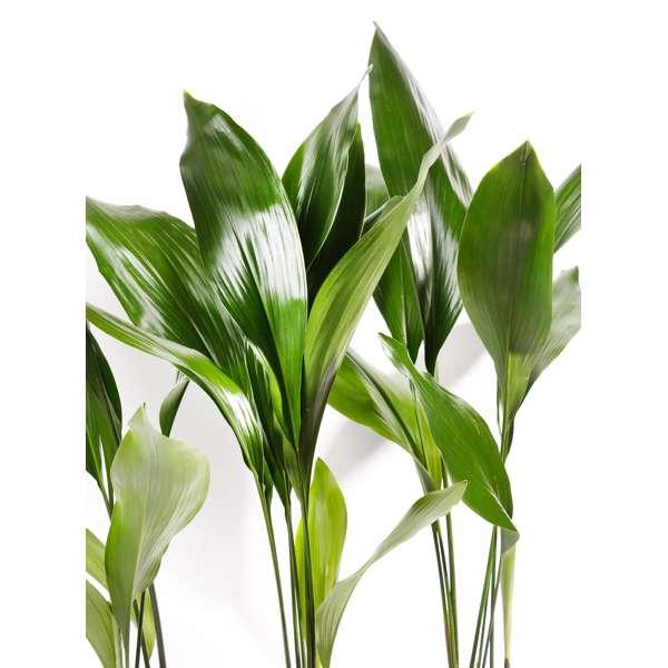 Klara die Kentiapalme- 3 Pflanzen-FALSE-Botanicly