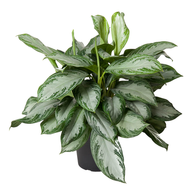 Kolbenfaden (Aglaonema Silverbay) - Nachhaltige Zimmerpflanzen kaufen Botanicly Foto 1