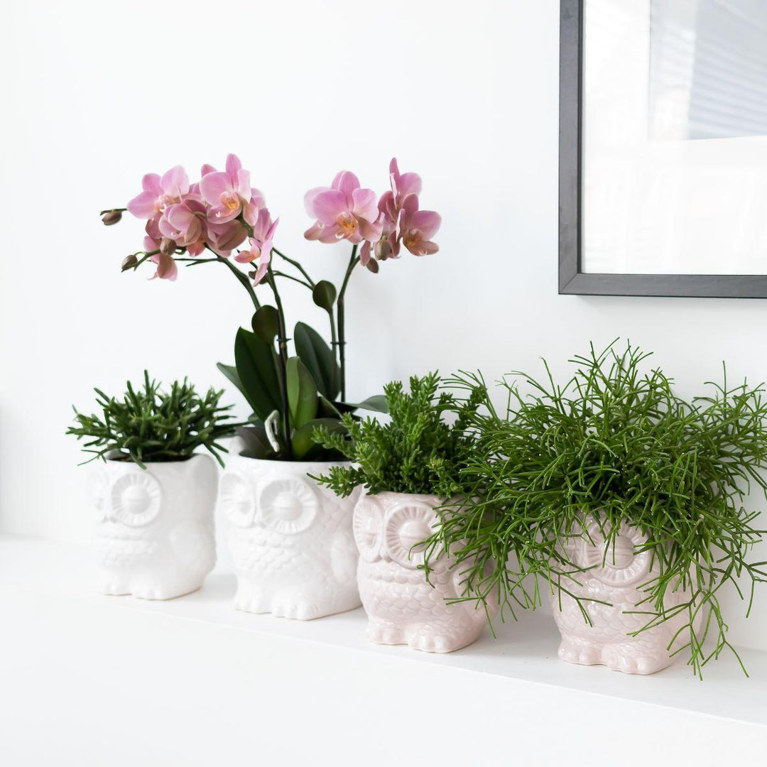 Kolibri Company - Pflanzenset Eule Ziertopf weiß | Set mit Grünpflanzen Rhipsalis Ø9cm | inkl. weißen Keramik-Ziertöpfen-Plant-Botanicly
