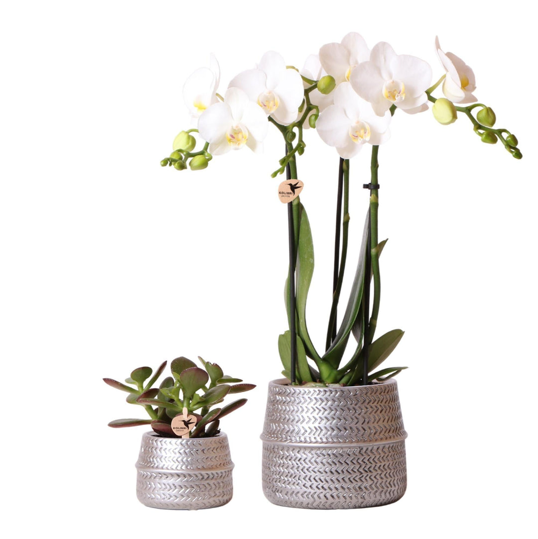 Kolibri Company - Pflanzenset Groove silber | Set mit weißer Phalaenopsis Orchidee Amabilis Ø9cm und grüner Sukkulente Crassula Ovata Ø6cm | inkl. silbernen Keramik-Ziertöpfen-Plant-Botanicly