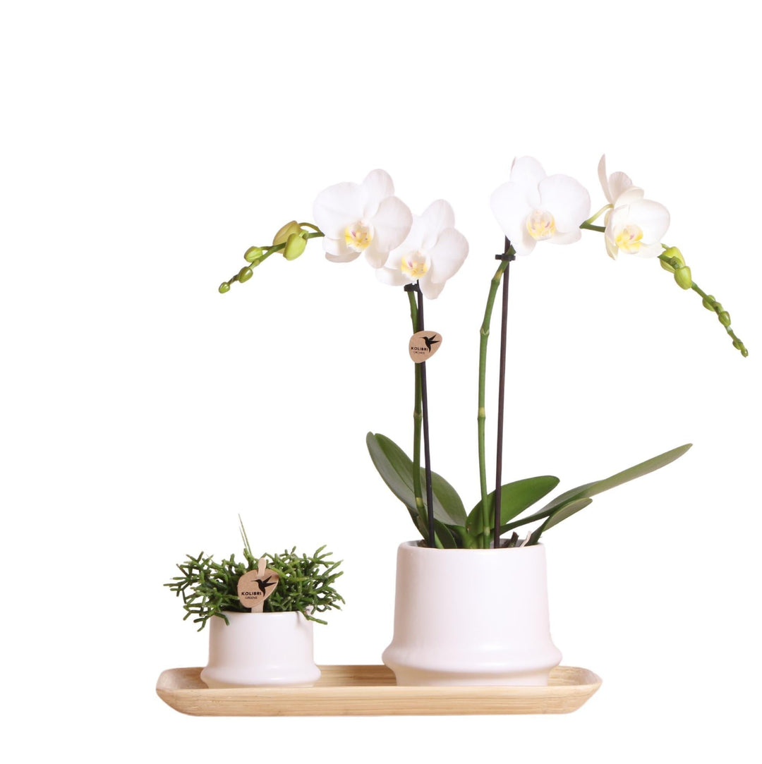 Kolibri Company - Pflanzenset Ring weiß | Set mit weißer Phalaenopsis Orchidee Amabilis Ø9cm und Grünpflanze Rhipsalis Ø6cm und Bambusteller oval | inkl. weißen Keramik-Ziertöpfen-Plant-Botanicly