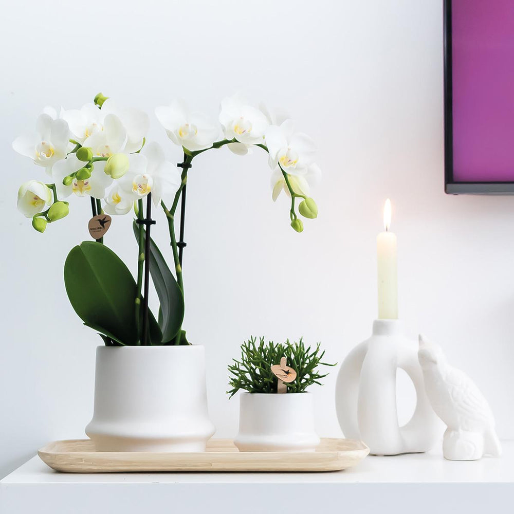 Kolibri Company - Pflanzenset Ring weiß | Set mit weißer Phalaenopsis Orchidee Amabilis Ø9cm und Grünpflanze Rhipsalis Ø6cm und Bambusteller oval | inkl. weißen Keramik-Ziertöpfen-Plant-Botanicly