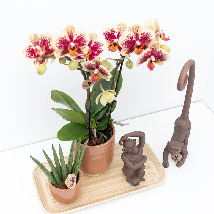 Kolibri Company - Set aus gelber roter Orchidee und Sukkulente auf Bambustablett-Plant-Botanicly