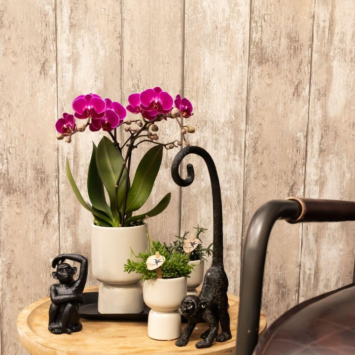 Kolibri Company - Set aus lila Orchidee und Succulent auf schwarzem Tablett - frisch vom Züchter-Plant-Botanicly