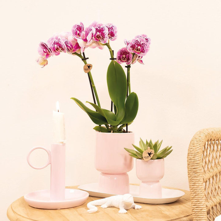 Kolibri Company - Set aus rosa gefleckter Orchidee und Sukkulente auf weißem Tablett - frisch vom Züchter-Plant-Botanicly
